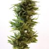 Amnesia Lemon feminiserede cannabisfrø fra Barney's Farm