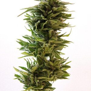 Amnesia Lemon feminiserede cannabisfrø fra Barney's Farm