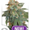 Orange Bud Auto feminiserede cannabisfrø fra Dutch Passion