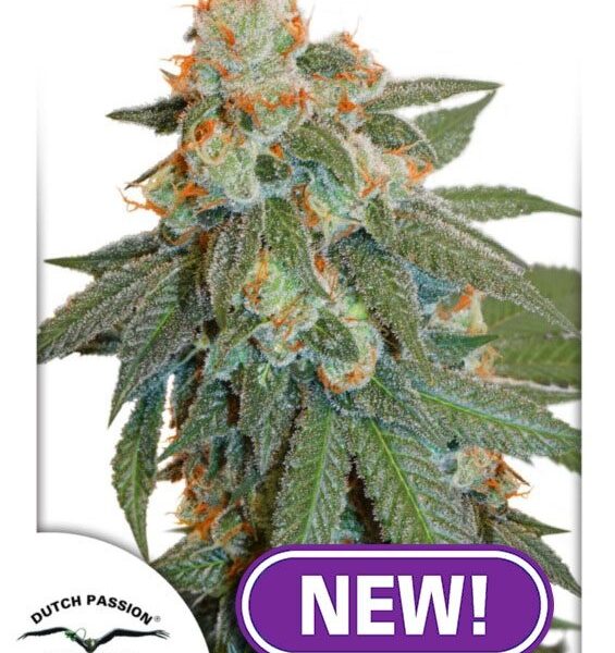 Orange Bud Auto feminiserede cannabisfrø fra Dutch Passion