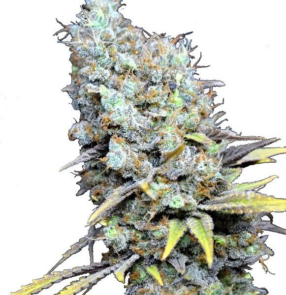 Big Bud Super Skunk CBD Fem. cannabis frø - CBD Botanic