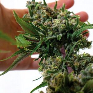 Blue Cheese Fem. cannabis frø - Barneys farm