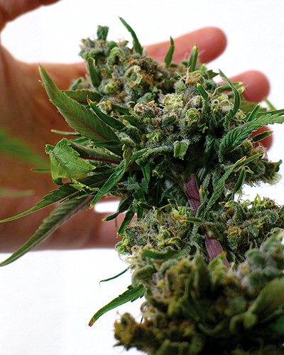 Blue Cheese Fem. cannabis frø - Barneys farm
