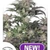 Bubba Island Kush feminiserede cannabisfrø fra Dutch Passion