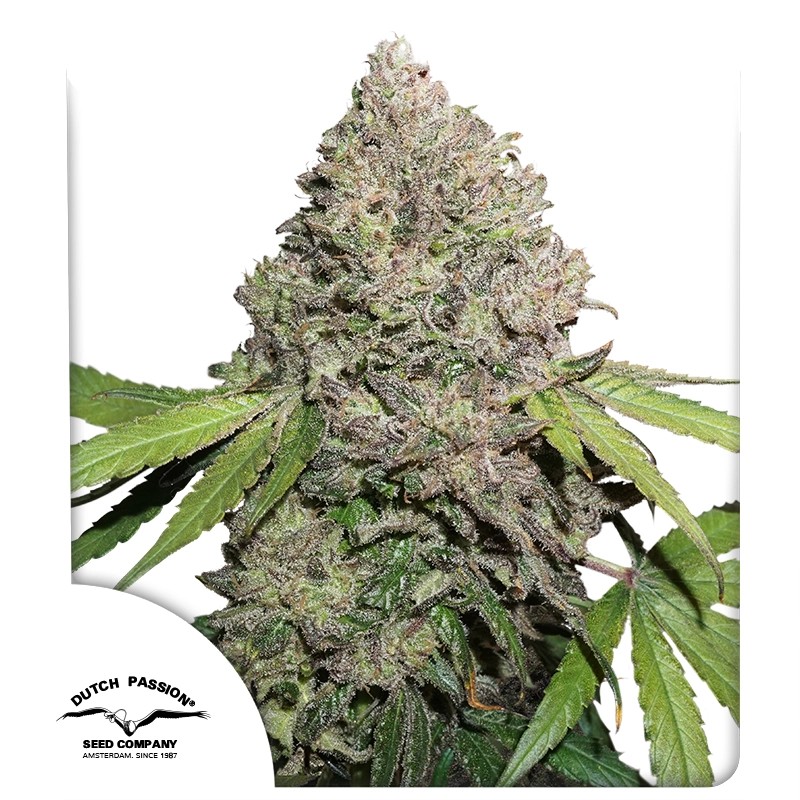 Charlotte's Angel CBD Fem. cannabis frø - Dutch passion