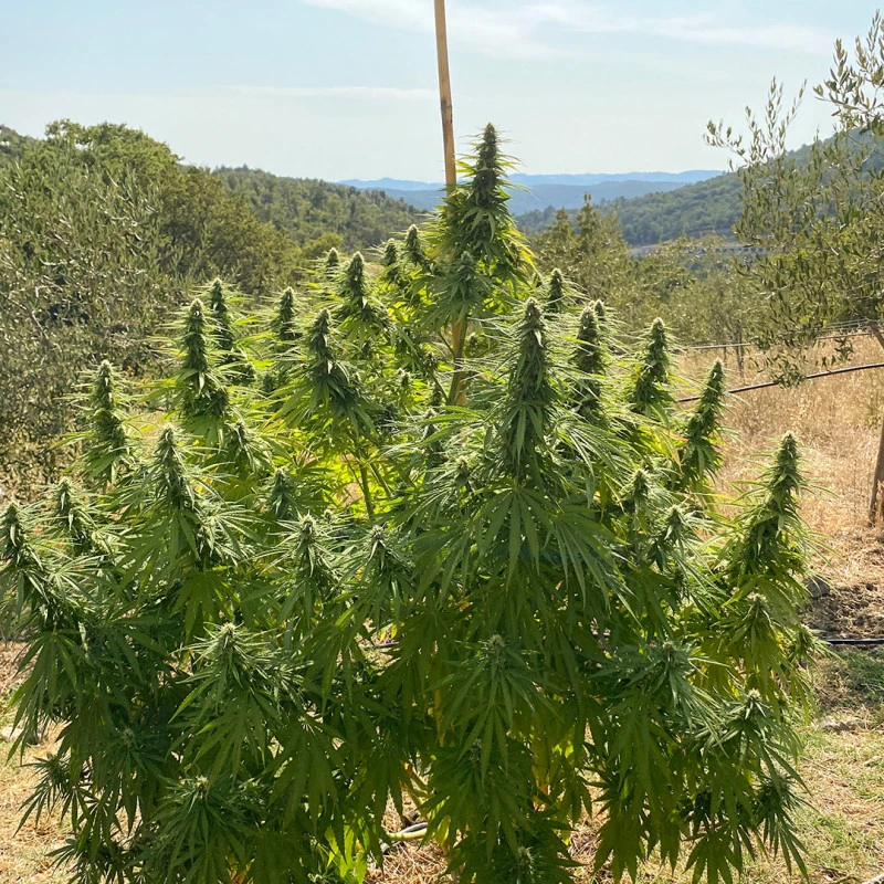 Charlotte's Angel CBD Fem. cannabis frø - Dutch passion - Billede 4