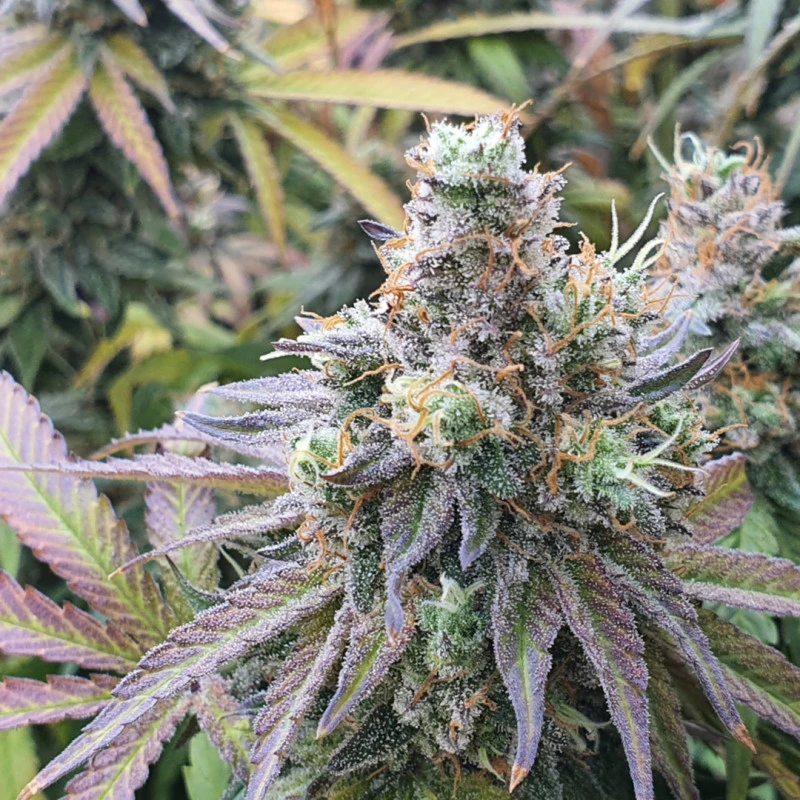 Charlotte's Angel CBD Fem. cannabis frø - Dutch passion - Billede 3