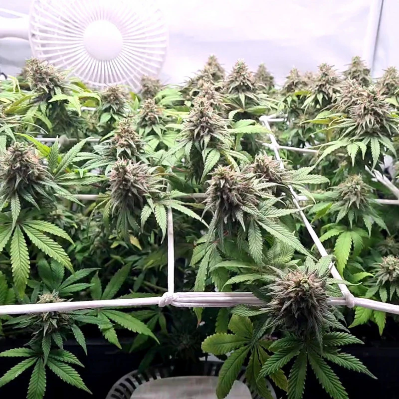 Charlotte's Angel CBD Fem. cannabis frø - Dutch passion - Billede 2