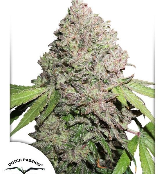 Charlotte’s Angel CBD feminiserede cannabisfrø fra Dutch Passion