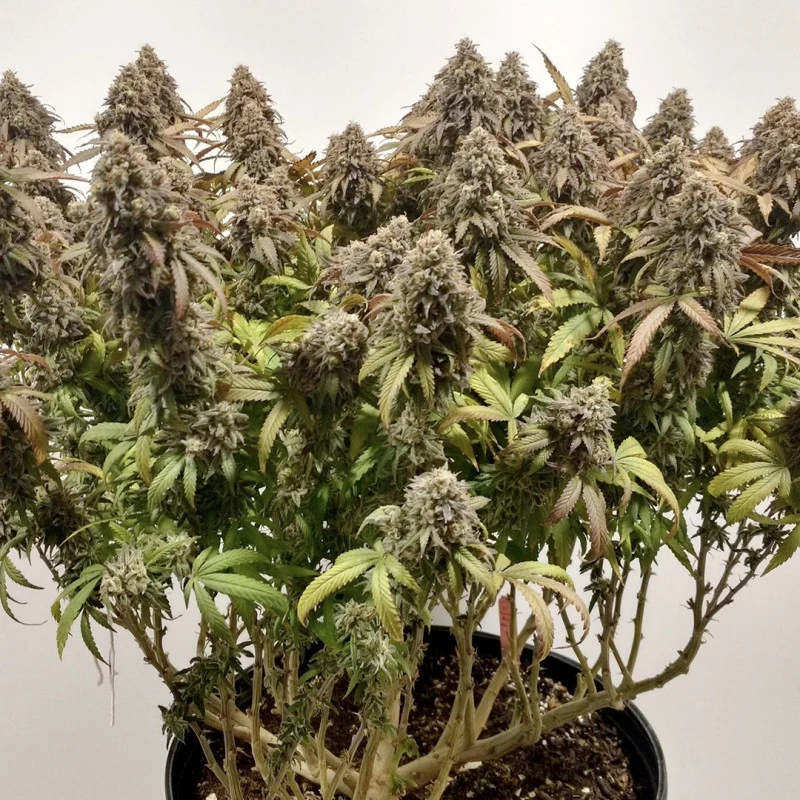 Charlotte's Angel CBD Fem. cannabis frø - Dutch passion - Billede 5