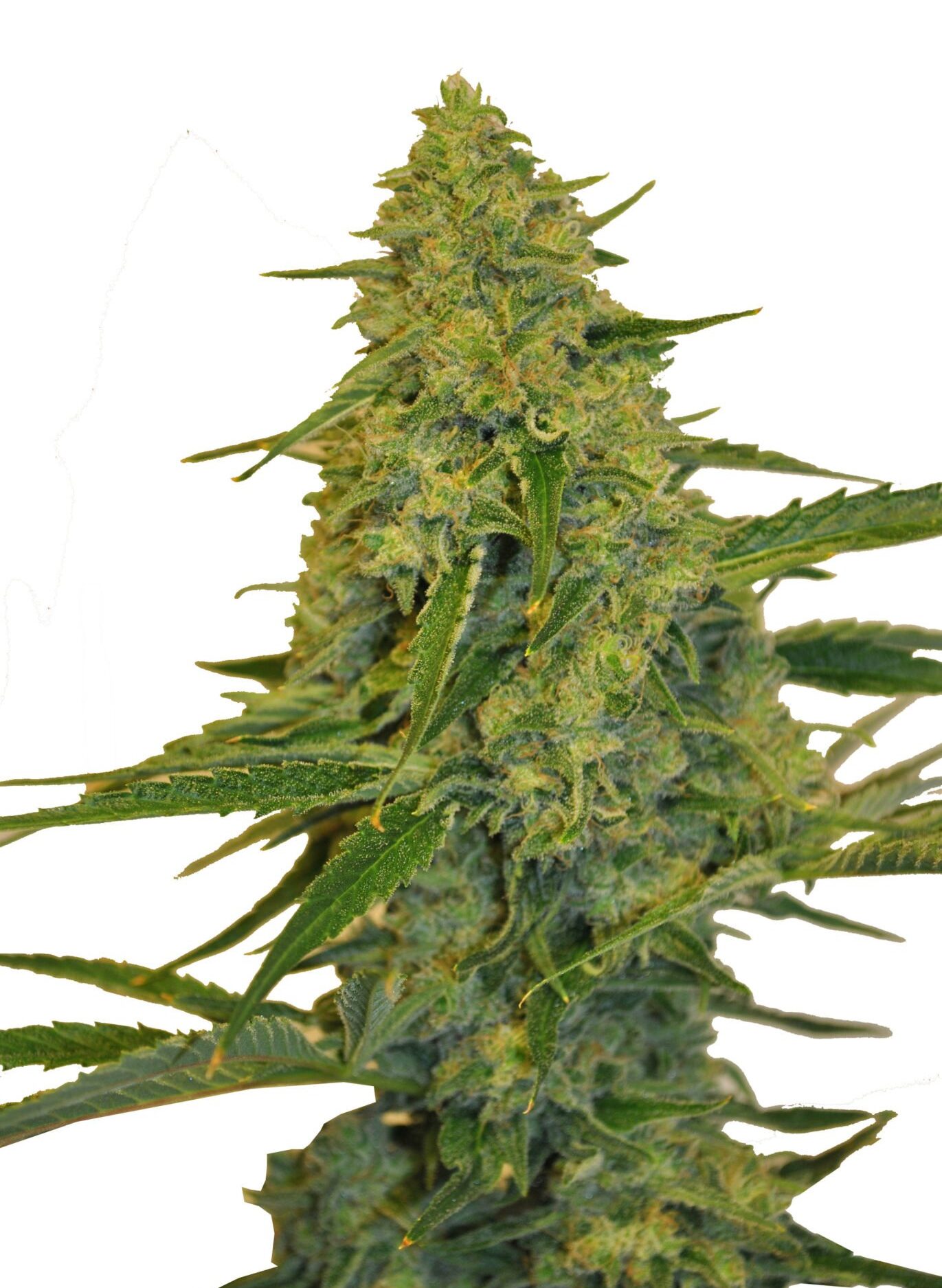 Chem Dawg CBD Fem. cannabis frø - CBD Botanic