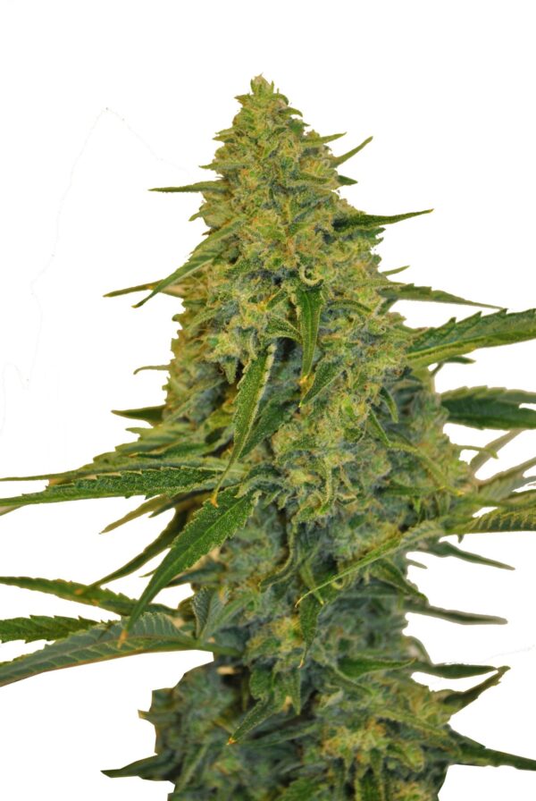 Chem Dawg CBD Fem. cannabis frø - CBD Botanic