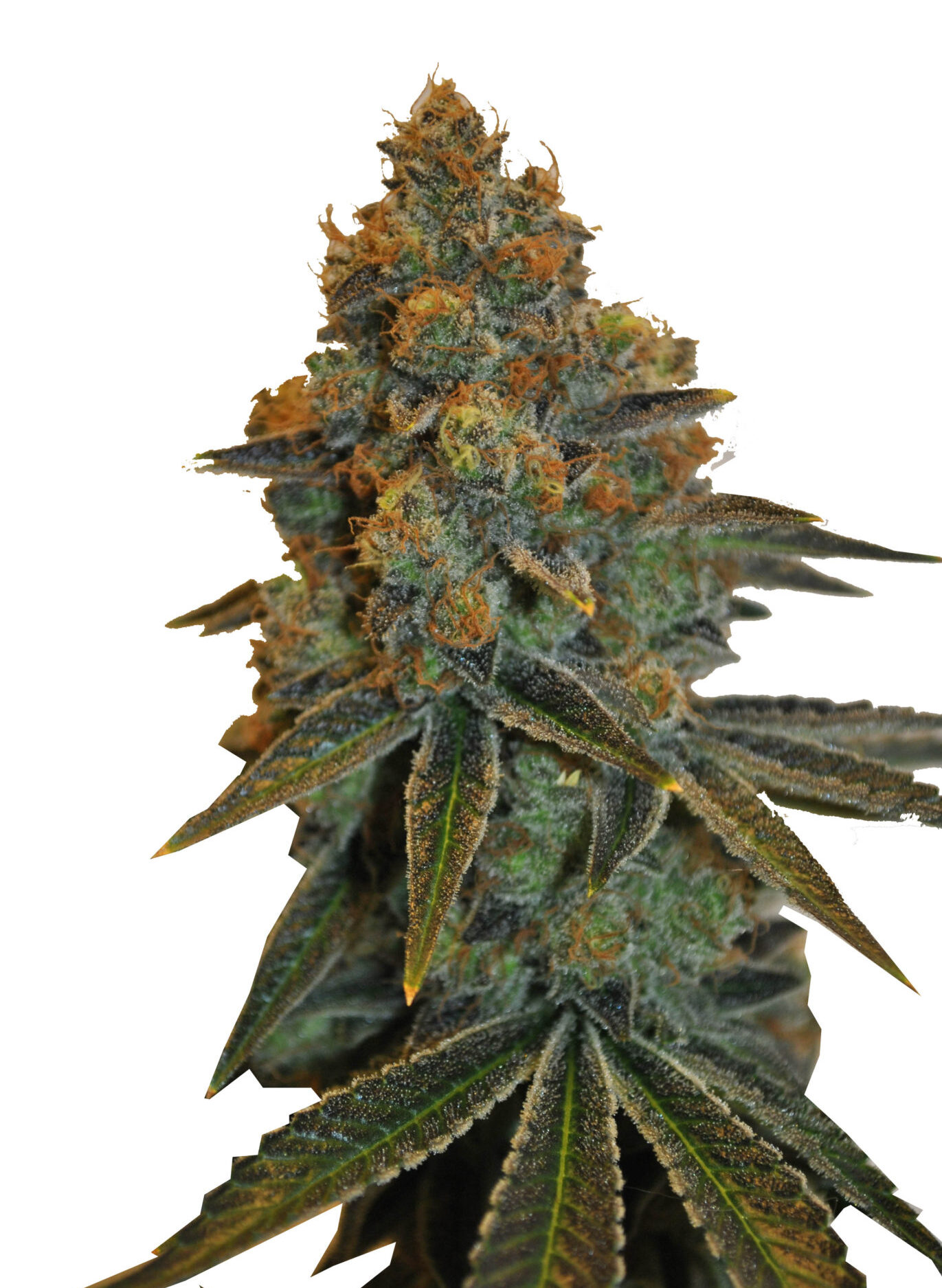 D Diesel CBD Fem. cannabis frø - CBD Botanic