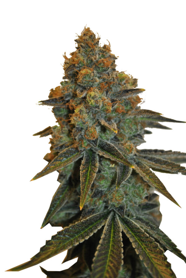 D Diesel CBD Fem. cannabis frø - CBD Botanic