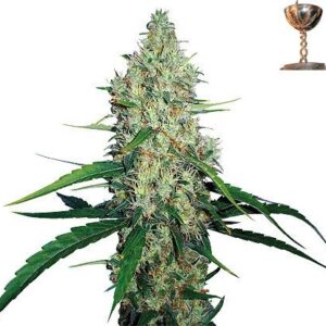 G13 Haze feminiserede cannabisfrø fra Barney’s Farm