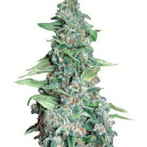 Honey B Fem. cannabis frø - Barneys farm