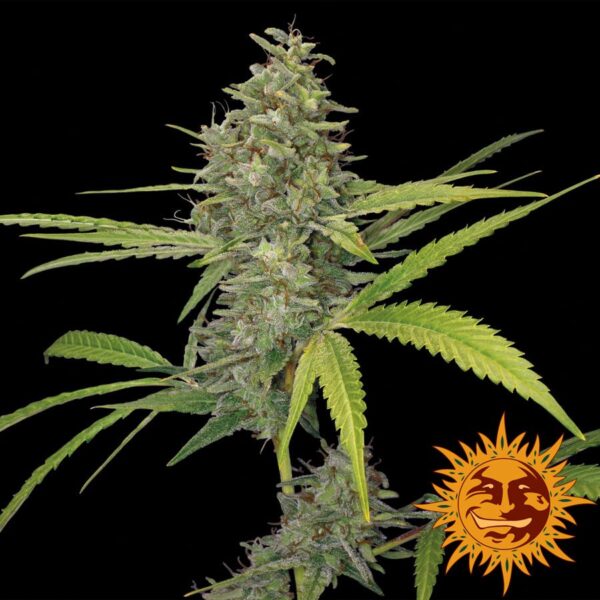 G13 Haze Fem. cannabis frø - Barneys farm - Image 2