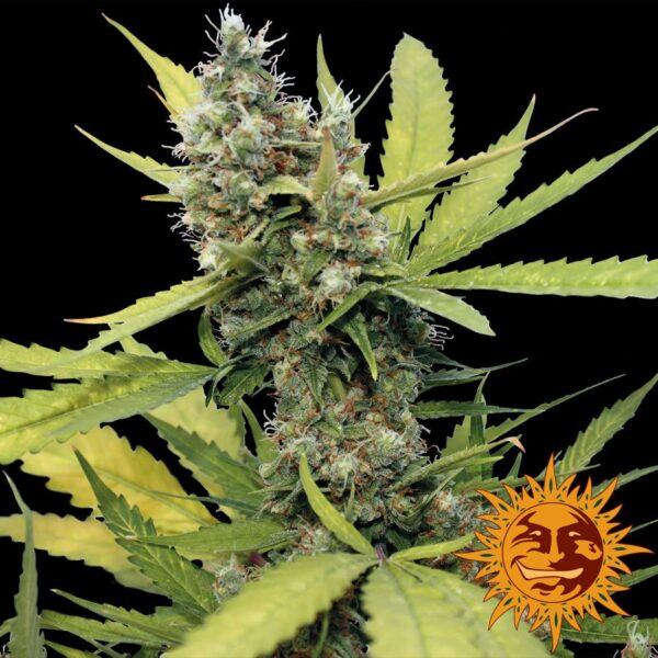 Honey B Fem. cannabis frø - Barneys farm - Image 2