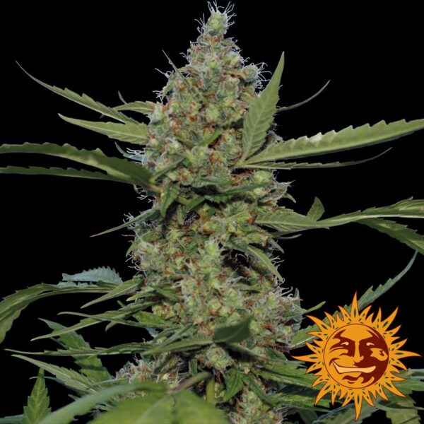 Laughing Buddha Fem. cannabis frø - Barneys farm - Image 2