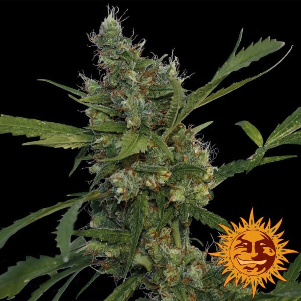 Morning Glory Fem. cannabis frø - Barneys farm - Image 2
