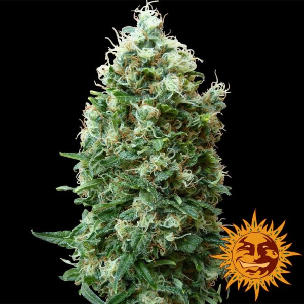 Phatt Fruity Fem. cannabis frø - Barneys farm - Image 2