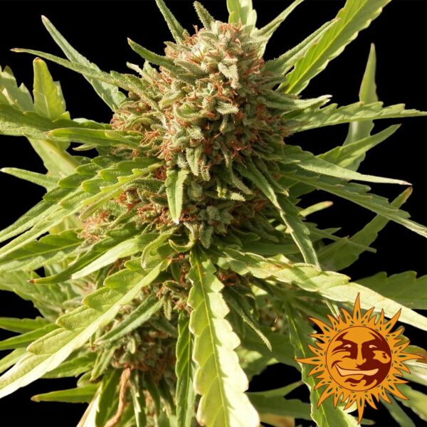 Red Cherry Berry Fem. cannabis frø - Barneys farm - Image 2