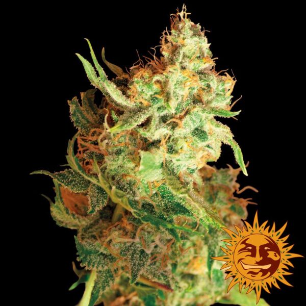Red Dragon Fem. cannabis frø - Barneys farm - Image 2