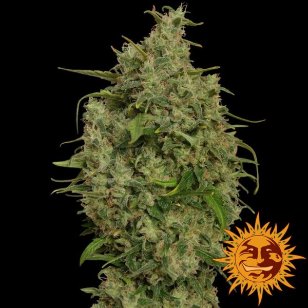 Sweet Tooth Fem. cannabis frø - Barneys farm - Image 2