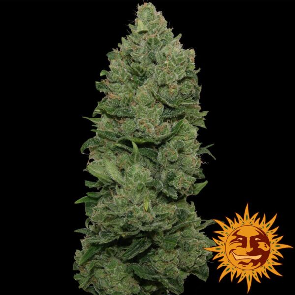 Top Dawg Fem. cannabis frø - Barneys farm - Image 2