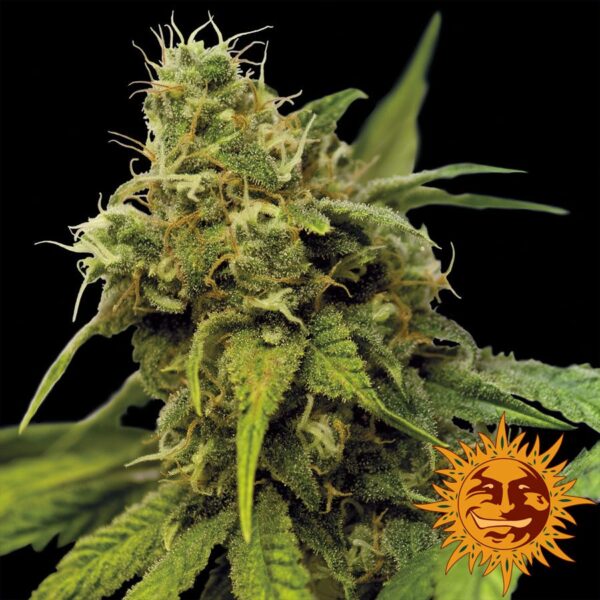 Utopia Haze Fem. cannabis frø - Barneys farm - Image 2
