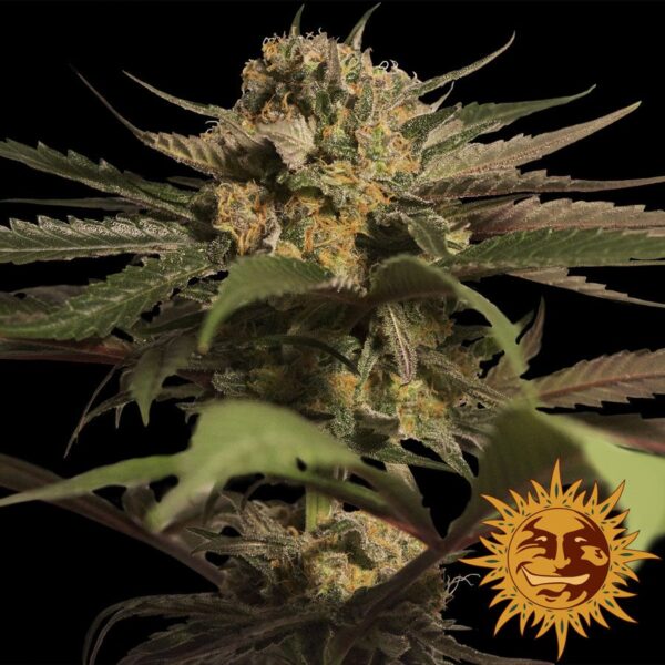 Violator Kush Fem. cannabis frø - Barneys farm - Image 2