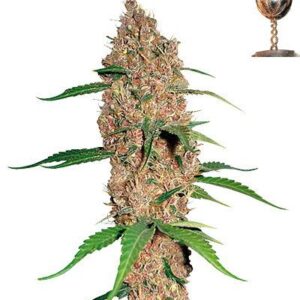 Laughing Buddha Fem. cannabis frø - Barneys farm