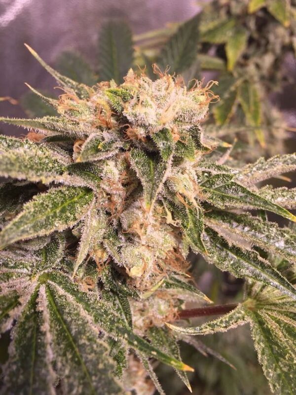 Lemon Zkittle Fem. cannabis frø - Dutch passion - Image 2