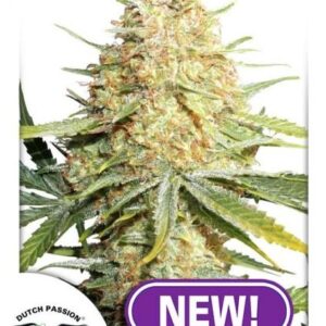 Lemon Zkittle feminiserede cannabisfrø fra Dutch Passion