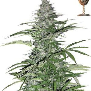 Morning Glory Fem. cannabis frø - Barneys farm