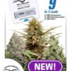 Rich Mixed CBD feminiserede cannabisfrø fra Dutch Passion