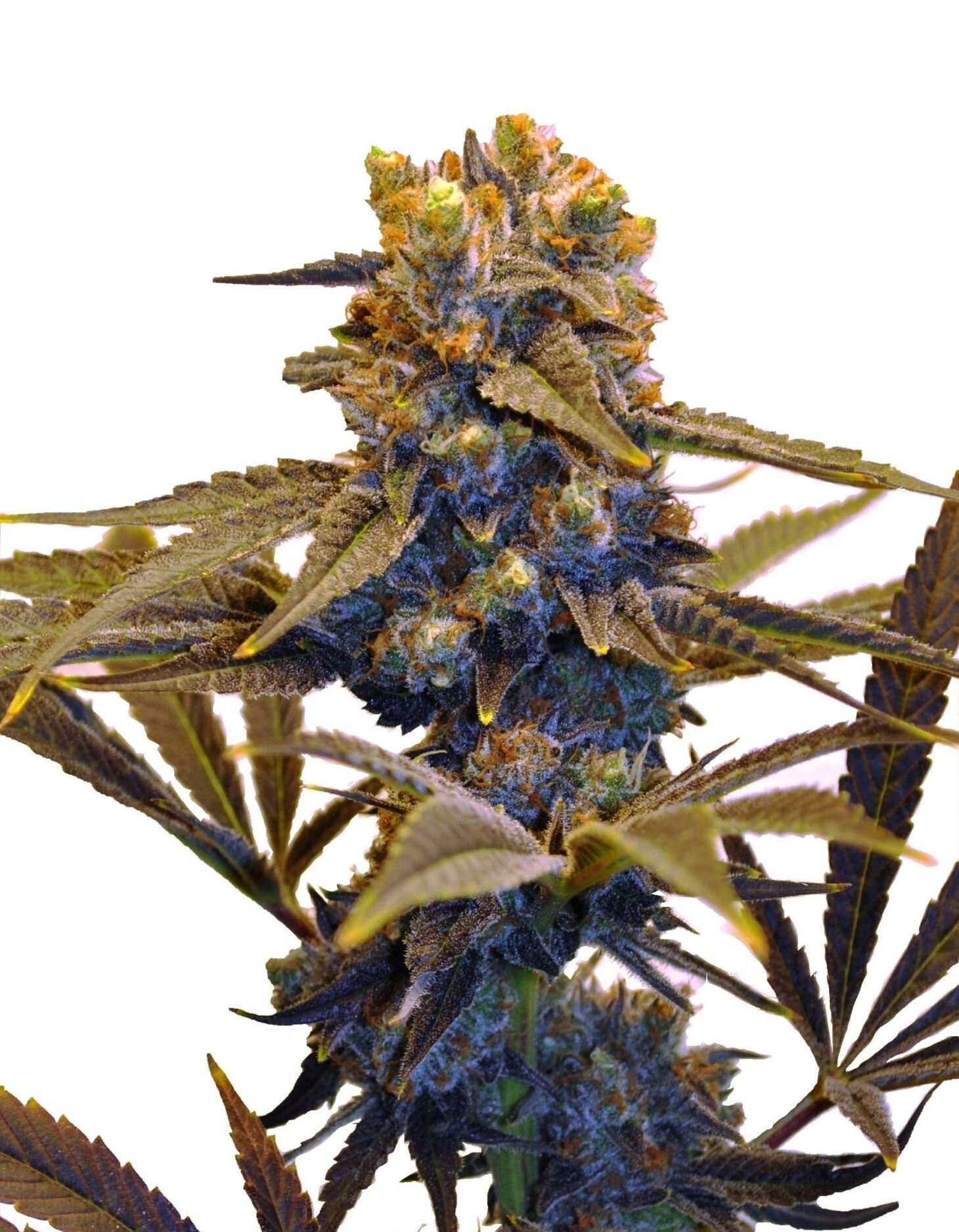 New York Diesel CBD Feminiserede cannabis frø - CBD Botanic