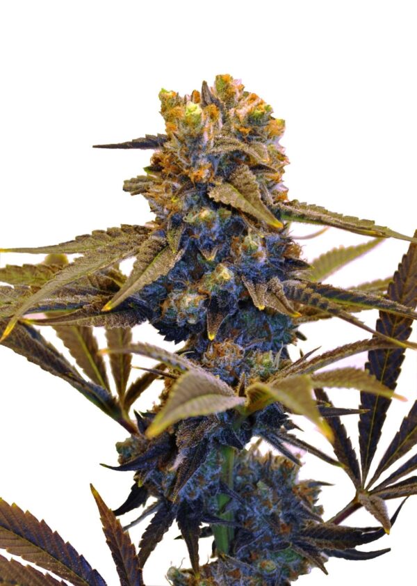 New York Diesel CBD Feminiserede cannabis frø - CBD Botanic