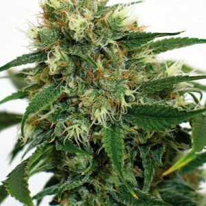 Phatt Fruity Fem. cannabis frø - Barneys farm