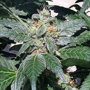 Red Diesel Fem. cannabis frø - Barneys farm