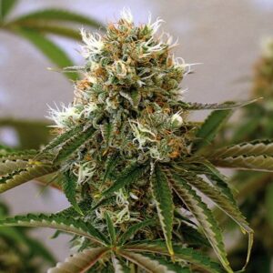 Red Cherry Berry Fem. cannabis frø - Barneys farm