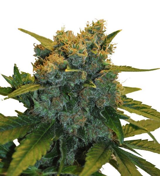 Sensi Star CBD Fem. cannabis frø - CBD Botanic