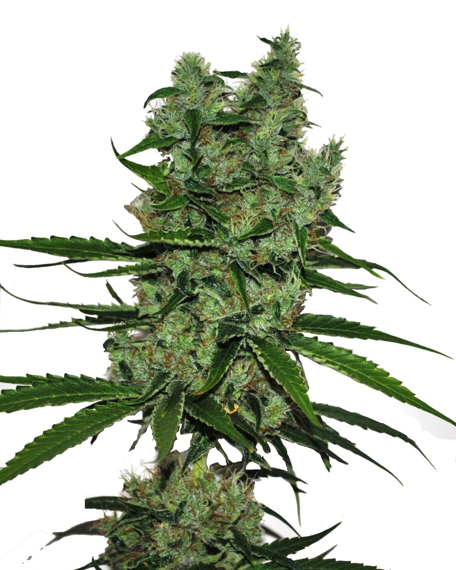 Somango CBD Feminiserede cannabis frø - CBD Botanic
