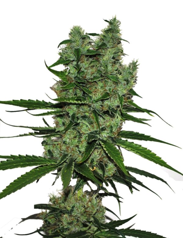 Somango CBD Feminiserede cannabis frø - CBD Botanic