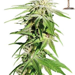 Sweet Tooth Fem. cannabis frø - Barneys farm