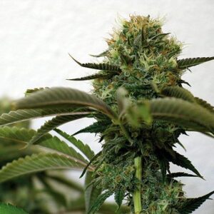 Top Dawg Fem. cannabis frø - Barneys farm