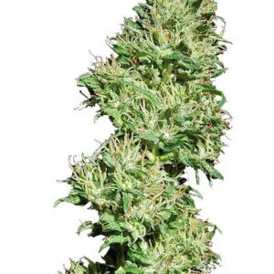 Utopia Haze Fem. cannabis frø - Barneys farm