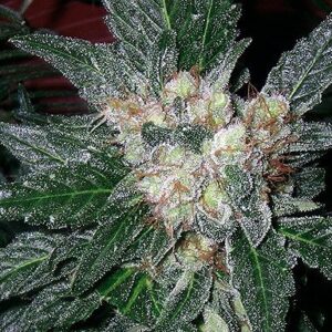 Violator Kush Fem. cannabis frø - Barneys farm