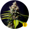 Blueberry 420 Auto Fem. cannabis frø 5 stk. - Bulldog seeds