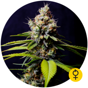Blueberry 420 Auto Fem. cannabis frø 5 stk. - Bulldog seeds